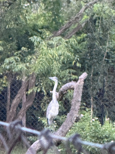 Black-headed Heron