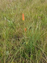 Kniphofia linearifolia