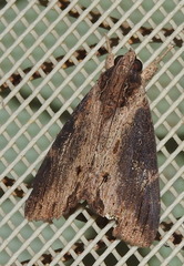 Ercheia