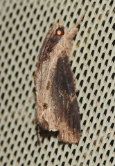 Ercheia