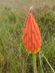Kniphofia linearifolia