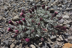 Chaenactis nevadensis