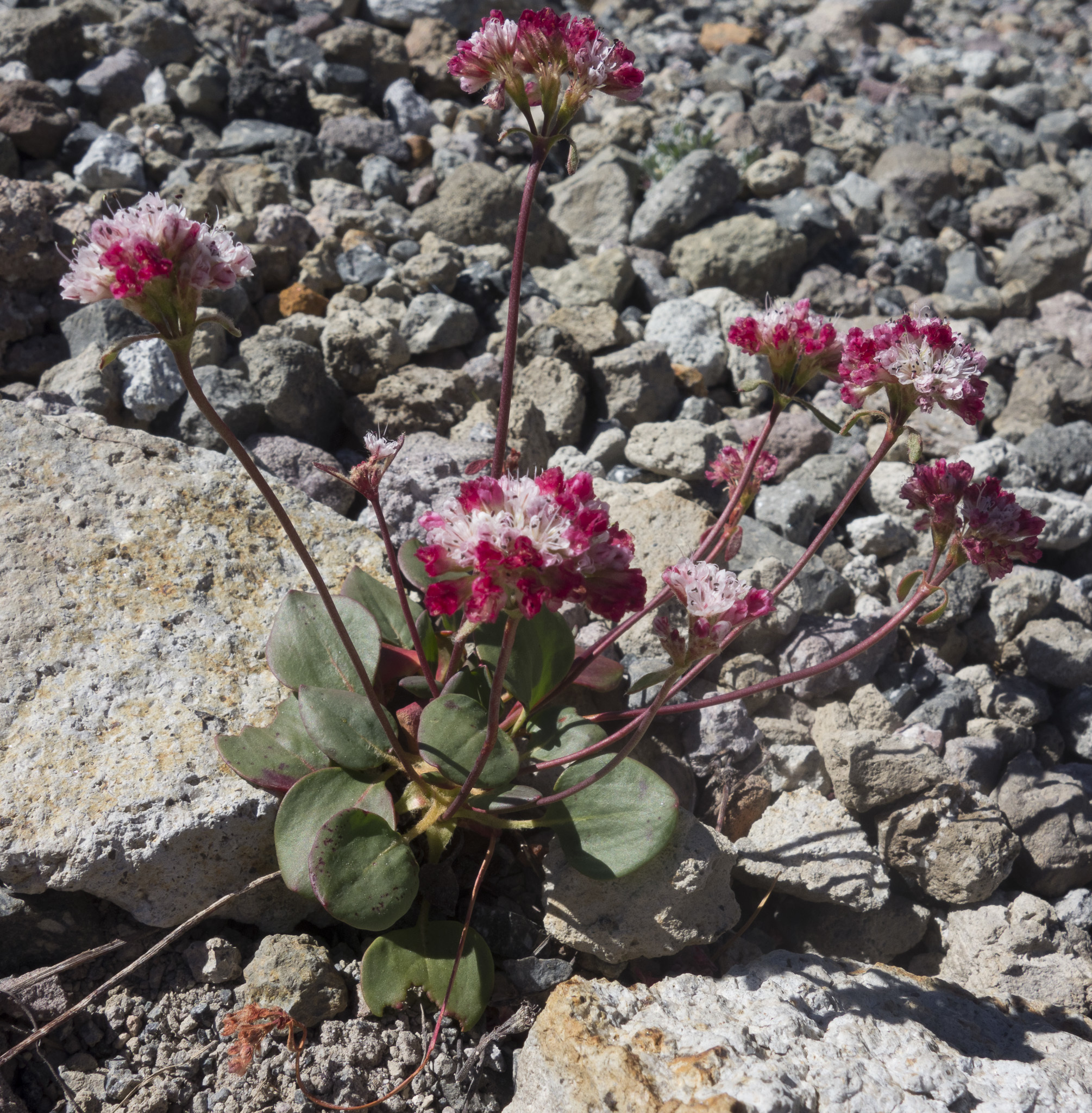 Eriogonum pyrolifolium var. pyrolifolium