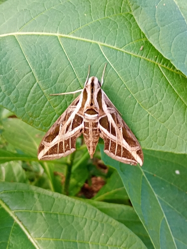 Vine Sphinx