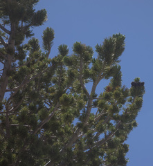 Pinus albicaulis