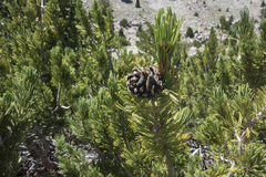 Pinus albicaulis