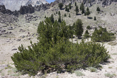 Pinus albicaulis