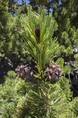 Pinus albicaulis