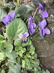 Viola odorata