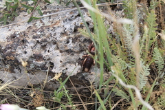 Rhagodes caucasicus
