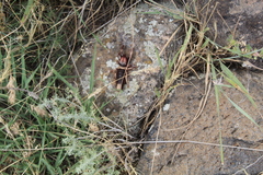 Rhagodes caucasicus