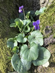 Viola odorata