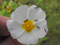 Micropterix ibericella