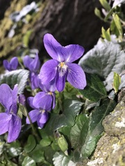 Viola odorata