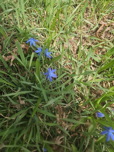 Siberian squill
