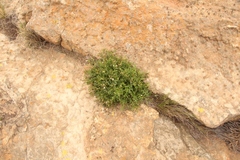 Senecio subrubriflorus