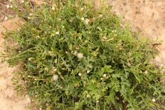 Senecio subrubriflorus