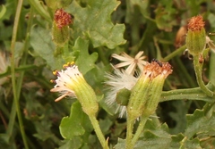 Senecio subrubriflorus