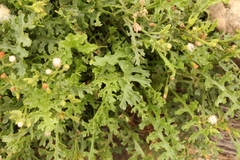 Senecio subrubriflorus