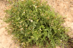 Senecio subrubriflorus