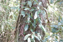Hydrangea integrifolia
