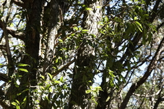 Hydrangea integrifolia