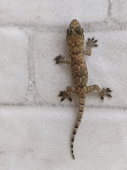 Hemidactylus mabouia