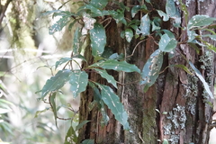 Hydrangea integrifolia