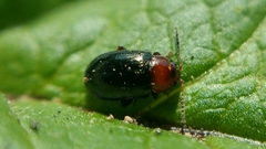 Podagrica malvae