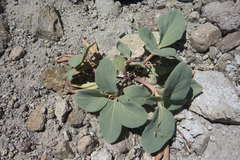 Cycladenia humilis humilis