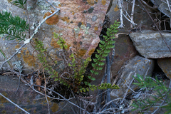 Cheilanthes hirta nemorosa