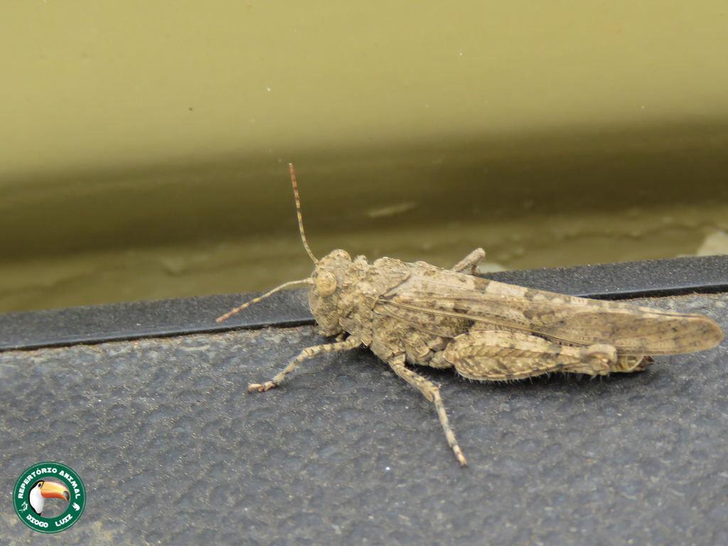 Tmetonota dispar