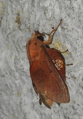 Lasiocampinae