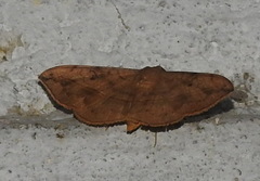 Anticarsia irrorata