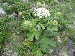Heracleum stevenii