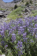 Lupinus obtusilobus