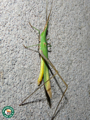 Acrida sulphuripennis