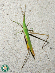 Acrida sulphuripennis