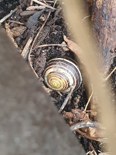 Cepaea