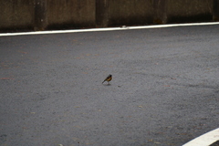 Tarsiger johnstoniae