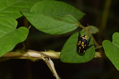 Rutela