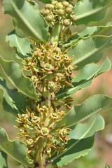 Xysmalobium confusum