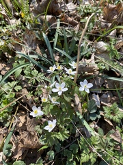 Isopyrum thalictroides