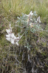 Lupinus breweri breweri