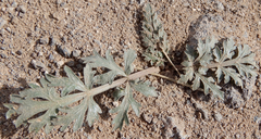 Cymopterus glomeratus