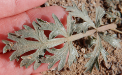 Cymopterus glomeratus