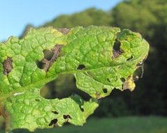 Ramularia cupulariae
