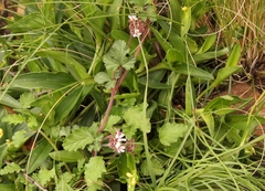 Pelargonium capituliforme