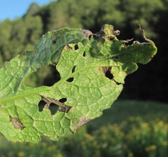 Ramularia cupulariae