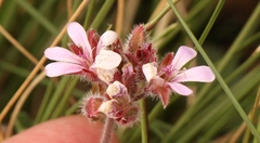 Pelargonium capituliforme